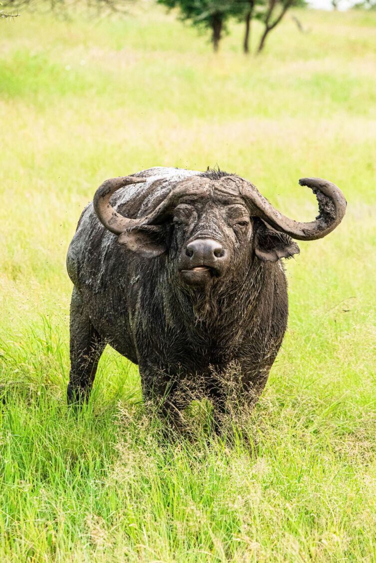 Portrait eines Büffels